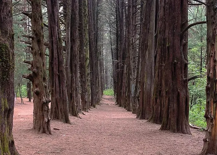 Tipo Cabana, Rodeado De Bosque Campsite *